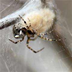 Araneus albotriangulus at Campbell, ACT - 6 Nov 2024 by Hejor1