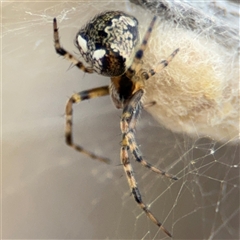 Araneus albotriangulus at Campbell, ACT - 6 Nov 2024 01:48 PM