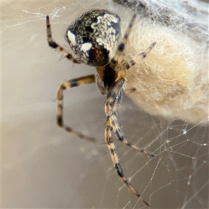 Araneus albotriangulus at Campbell, ACT - 6 Nov 2024 01:48 PM