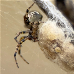 Araneus albotriangulus at Campbell, ACT - 6 Nov 2024 01:48 PM