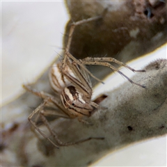 Oxyopes (genus) (Lynx spider) at Campbell, ACT - 6 Nov 2024 by Hejor1