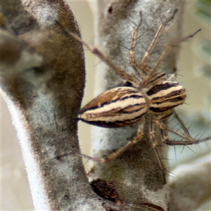 Oxyopes sp. (genus) at Campbell, ACT - 6 Nov 2024 02:01 PM