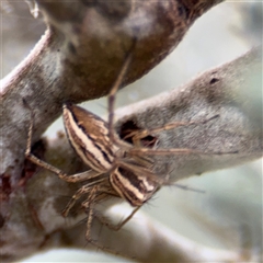 Oxyopes sp. (genus) at Campbell, ACT - 6 Nov 2024 02:01 PM