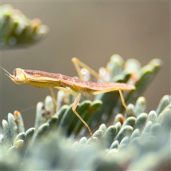 Orthodera ministralis (Green Mantid) at Campbell, ACT - 6 Nov 2024 by Hejor1