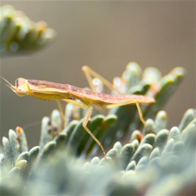 Orthodera ministralis (Green Mantid) at Campbell, ACT - 6 Nov 2024 by Hejor1