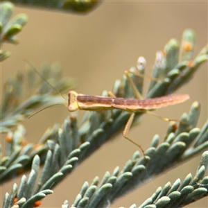 Orthodera ministralis at Campbell, ACT - 6 Nov 2024 02:13 PM