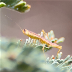 Orthodera ministralis at Campbell, ACT - 6 Nov 2024 02:13 PM