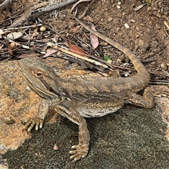 Pogona barbata (Eastern Bearded Dragon) at Campbell, ACT - 6 Nov 2024 by Hejor1