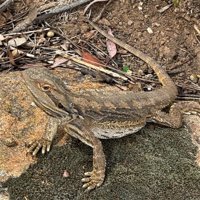 Pogona barbata (Eastern Bearded Dragon) at Campbell, ACT - 6 Nov 2024 by Hejor1