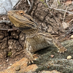 Pogona barbata at Campbell, ACT - 6 Nov 2024