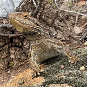 Pogona barbata at Campbell, ACT - 6 Nov 2024