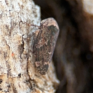 Eurymeloides adspersa at Campbell, ACT - 6 Nov 2024