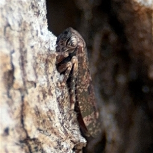 Eurymeloides adspersa at Campbell, ACT - 6 Nov 2024