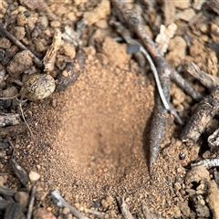 Myrmeleontidae (family) at Campbell, ACT - 6 Nov 2024 by Hejor1