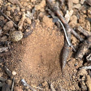 Myrmeleontidae (family) at Campbell, ACT - 6 Nov 2024