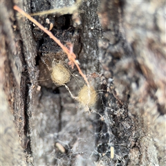 Australomimetus sp. (genus) (Unidentified Pirate spider) at Campbell, ACT - 6 Nov 2024 by Hejor1