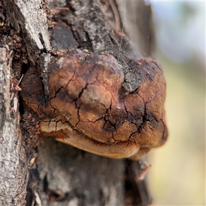 Phellinus sp. (non-resupinate) at Campbell, ACT - 6 Nov 2024