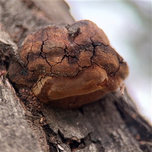 Phellinus sp. (non-resupinate) at Campbell, ACT - 6 Nov 2024