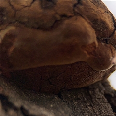 Phellinus sp. (non-resupinate) at Campbell, ACT - 6 Nov 2024