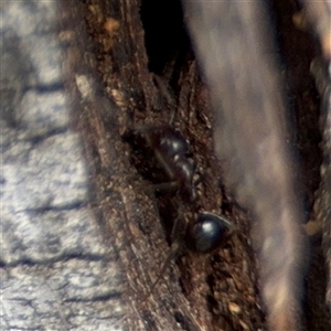 Papyrius sp. (genus) at Campbell, ACT - suppressed