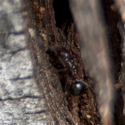 Papyrius sp. (genus) (A Coconut Ant) at Campbell, ACT - 6 Nov 2024 by Hejor1