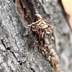 Papyrius sp. (genus) at Campbell, ACT - suppressed