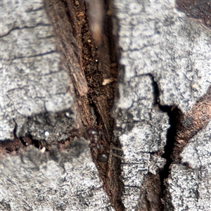 Papyrius sp. (genus) at Campbell, ACT - suppressed