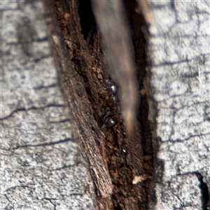 Papyrius sp. (genus) at Campbell, ACT - 6 Nov 2024