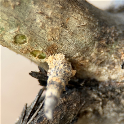 Conoeca or Lepidoscia (genera) IMMATURE (Unidentified Cone Case Moth larva, pupa, or case) at Campbell, ACT - 6 Nov 2024 by Hejor1