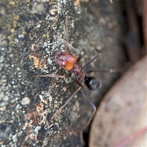 Iridomyrmex sp. (genus) at Campbell, ACT - 6 Nov 2024