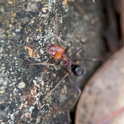 Iridomyrmex sp. (genus) (Ant) at Campbell, ACT - 6 Nov 2024 by Hejor1