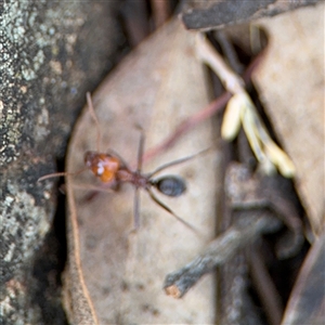 Iridomyrmex sp. (genus) at Campbell, ACT - 6 Nov 2024