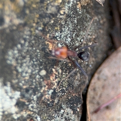 Iridomyrmex sp. (genus) at Campbell, ACT - 6 Nov 2024