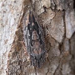 Stenocotis depressa at Campbell, ACT - 6 Nov 2024 by Hejor1