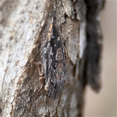 Stenocotis depressa at Campbell, ACT - 6 Nov 2024 02:44 PM