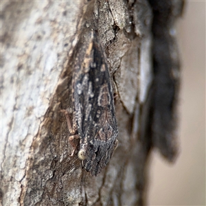 Stenocotis depressa at Campbell, ACT - 6 Nov 2024 02:44 PM