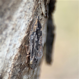 Stenocotis depressa at Campbell, ACT - 6 Nov 2024 02:44 PM