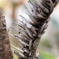 Eucalyptus insect gall at Campbell, ACT - 6 Nov 2024 by Hejor1