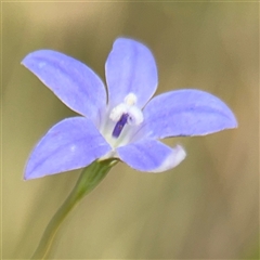 Wahlenbergia sp. (Bluebell) at Campbell, ACT - 6 Nov 2024 by Hejor1