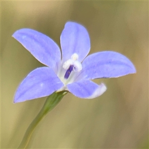 Wahlenbergia sp. at Campbell, ACT - 6 Nov 2024