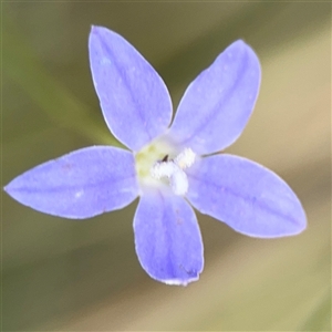 Wahlenbergia sp. at Campbell, ACT - 6 Nov 2024