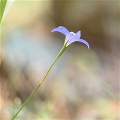 Wahlenbergia sp. at Campbell, ACT - 6 Nov 2024