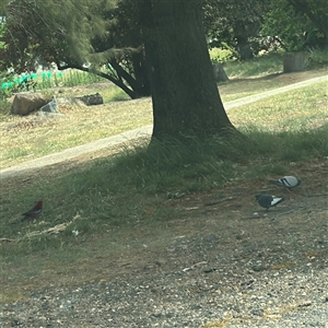 Columba livia at Ainslie, ACT - 6 Nov 2024 03:02 PM