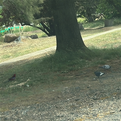 Columba livia (Rock Dove (Feral Pigeon)) at Ainslie, ACT - 6 Nov 2024 by Hejor1