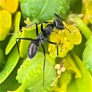 Iridomyrmex sp. (genus) at Campbell, ACT - 6 Nov 2024