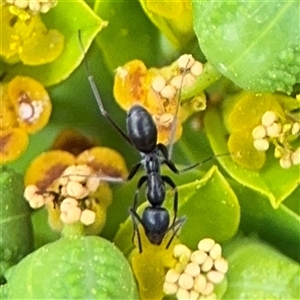 Iridomyrmex sp. (genus) at Campbell, ACT - 6 Nov 2024