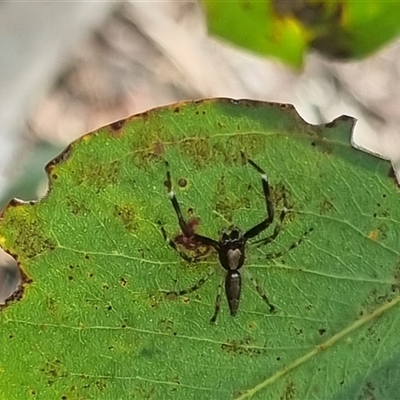 Helpis minitabunda (Threatening jumping spider) at Bungendore, NSW - 6 Nov 2024 by clarehoneydove