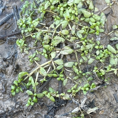 Elatine gratioloides (Waterwort) at Gundary, NSW - 6 Nov 2024 by JaneR