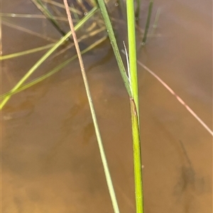 Amphibromus sp. at Gundary, NSW - 6 Nov 2024