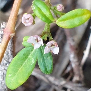 Zieria sp. at Ainslie, ACT by Jeanette